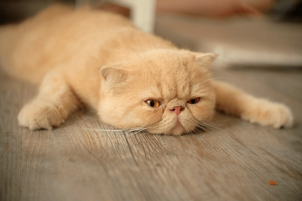 S Trivia Quiz Lazy cat