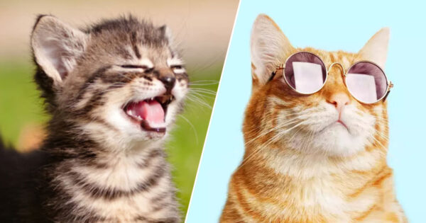 Spend a Day as a Cat 🐈 and Discover the Type of Feline Purr-sonality You Have 🐱