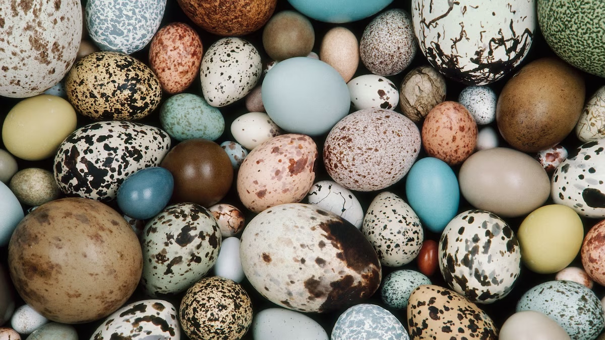 Easter Trivia Quiz Bird eggs