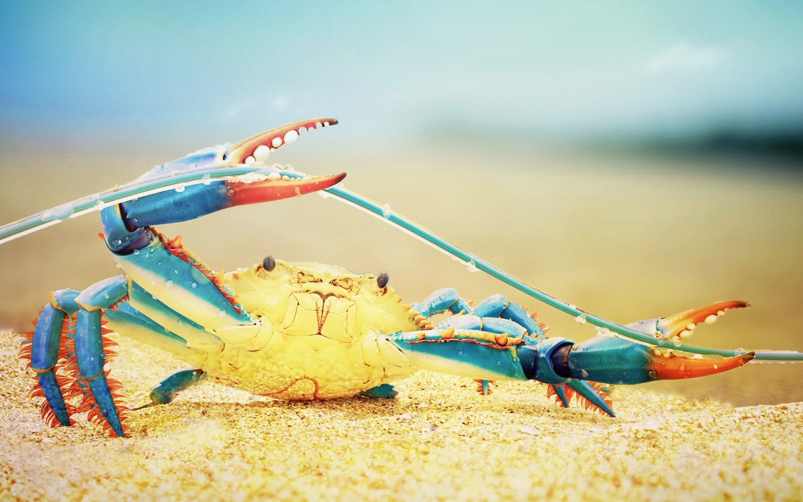 Crustacean crab