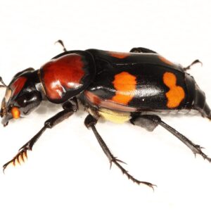 This Mixed Knowledge Quiz Increases In Difficulty With Every Question Burying beetle