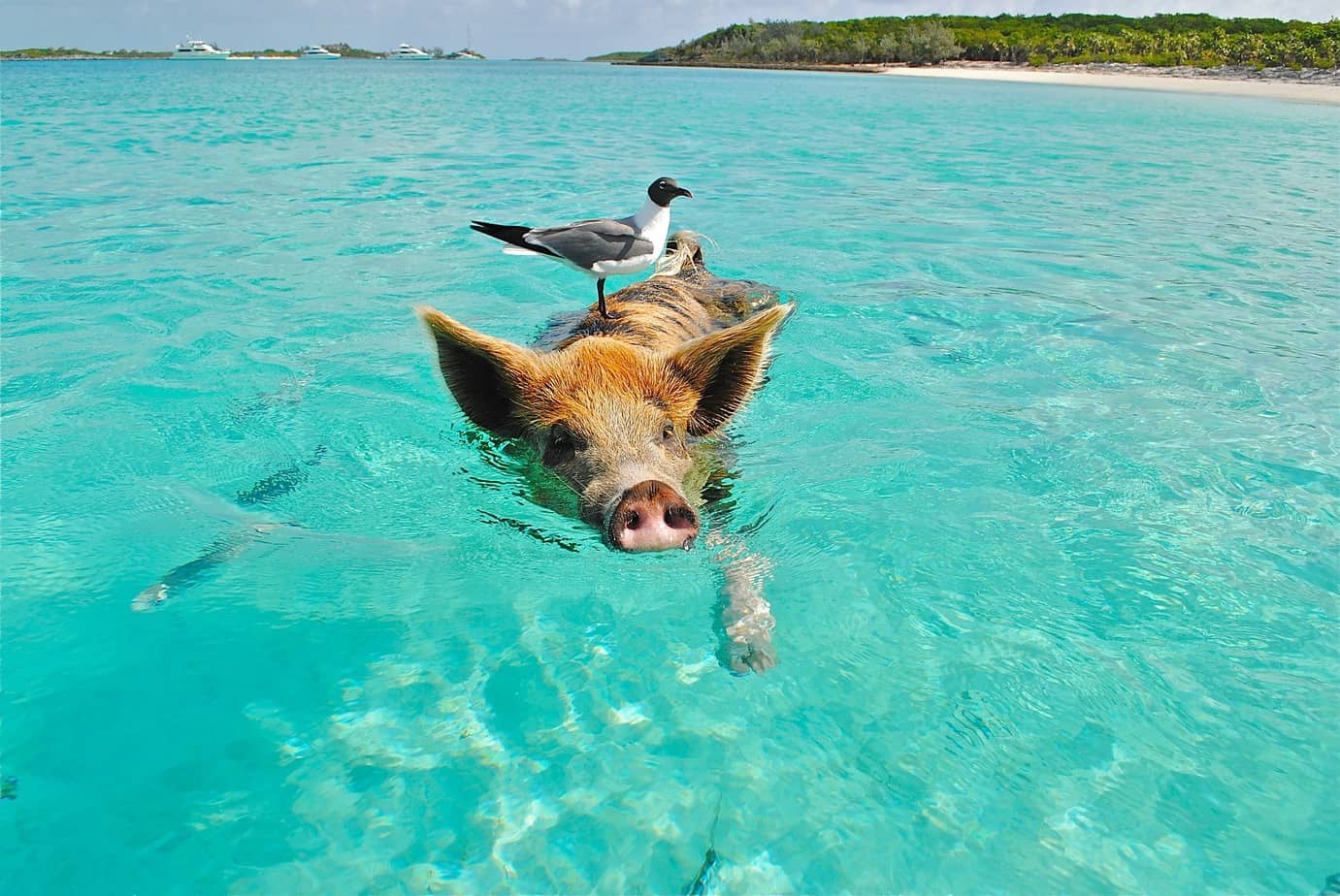 Fun Words Quiz Pig Beach, Bahamas