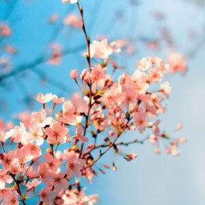Fursona Quiz Cherry Blossoms and Magic