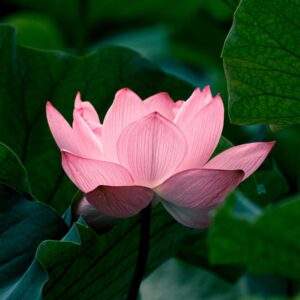 Are You A Desert, Forest, Mountain, Or Ocean? Quiz Lotus