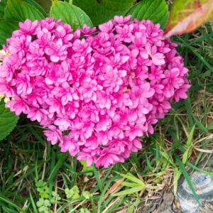 Pink Valentine's Day Quiz Hydrangea