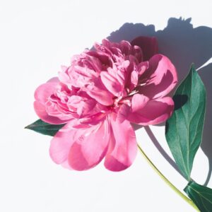 Pink Valentine's Day Quiz Peony