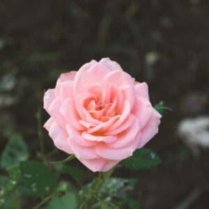 What Is Your Spring Color Palette? Quiz Rose