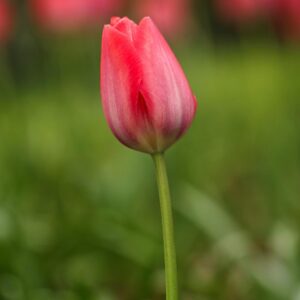 Christmas Jeopardy Quiz Tulip