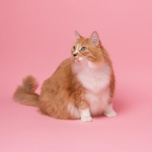 Cat Or Dog Breed Quiz Cat