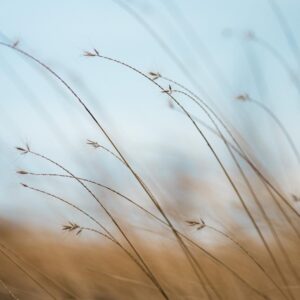 Cosmos Persona Quiz Lo-fi or ambient music