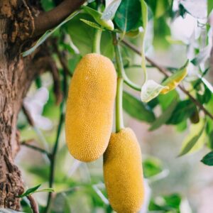 SpongeBob Trivia Quiz Jackfruit
