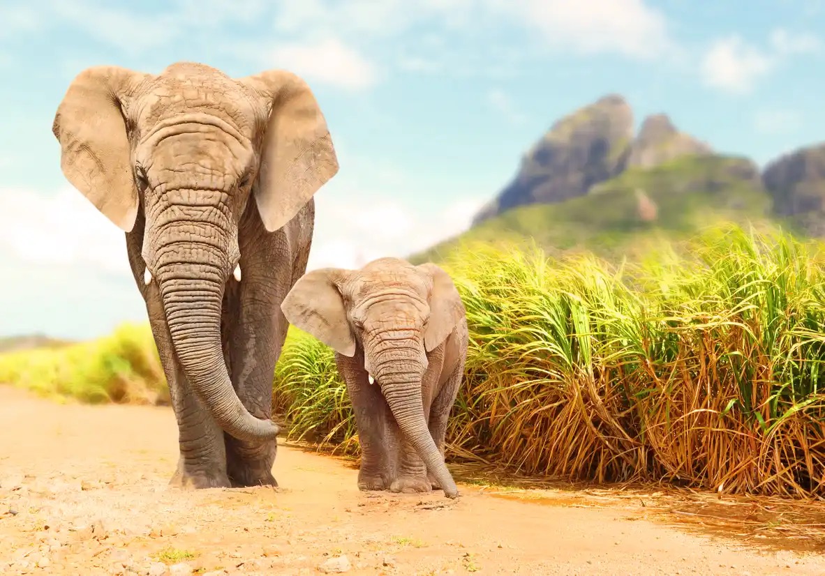 It’s OK If You Don’t Know Much About Science — Take This Quiz to Learn Something New Elephants