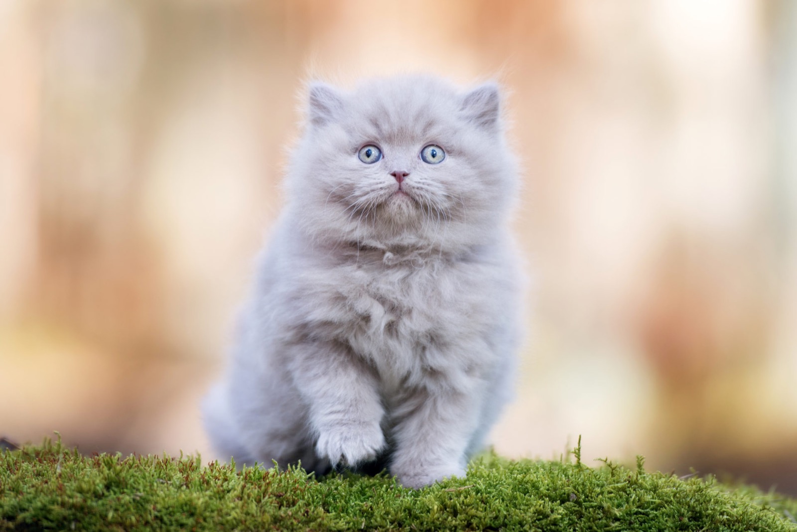 Hard Cat Breed Quiz adorable british longhair kitten outdoors