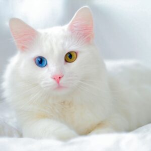 Cat Or Dog Breed Quiz Cat