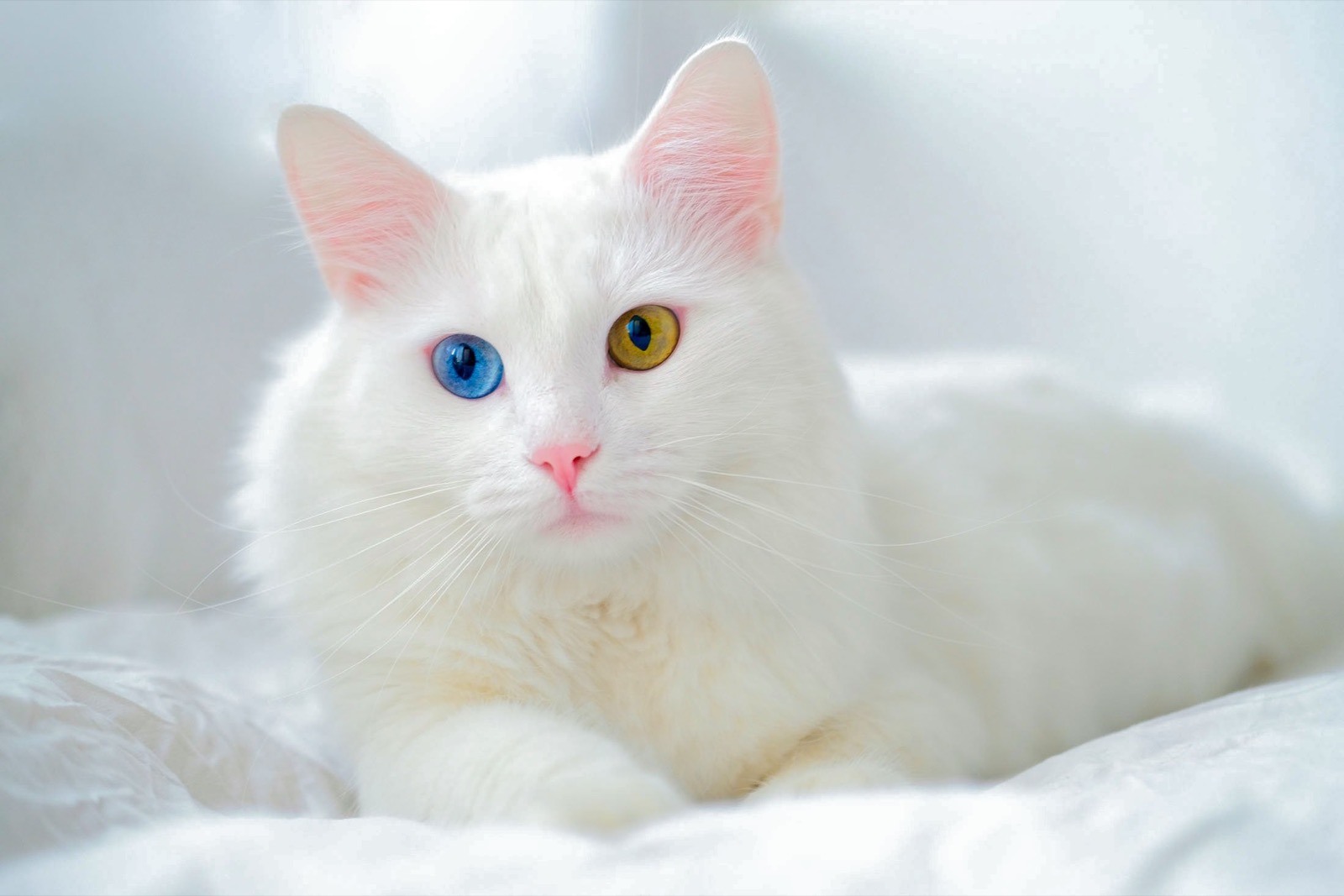 Letter Trivia Quiz Bicolor eye cat heterochromia