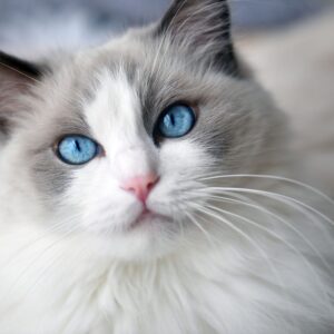 This Calming Quiz Will Tell You What You Need To Hear RN Ragdoll cat