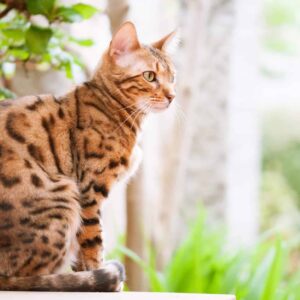 Are You A Black Cat Or A Golden Retriever? Quiz Meditate