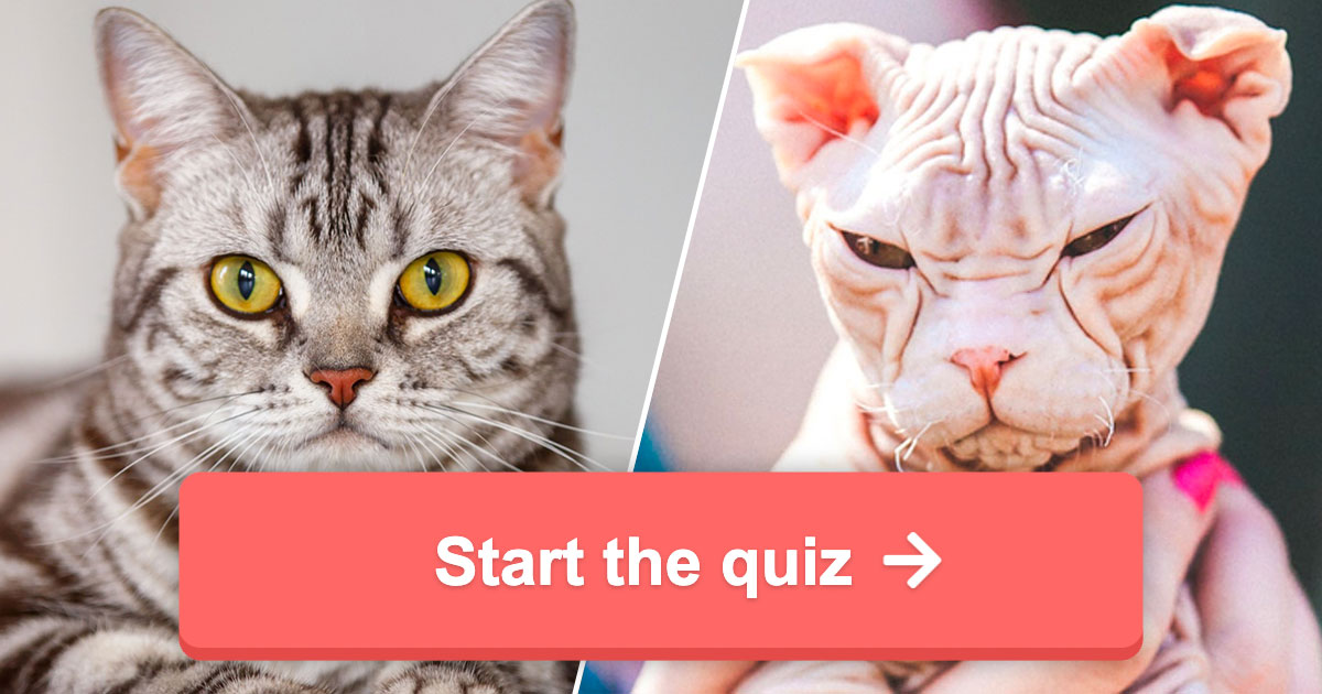 Quiz: What Cat Breed Are You? Find Out Now