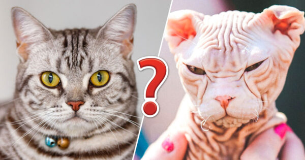 Can You Name These Cat Breeds? 🐈