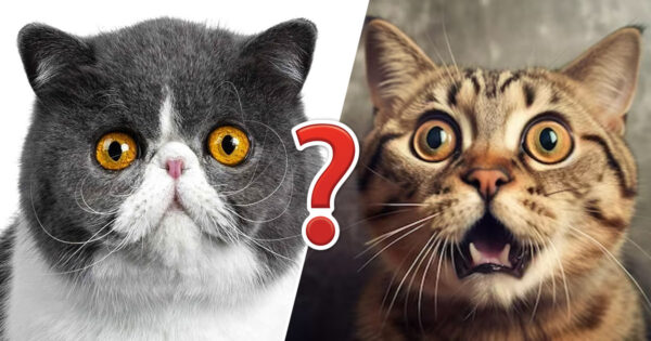 Can You Identify These Intriguing Exotic Cat Breeds?