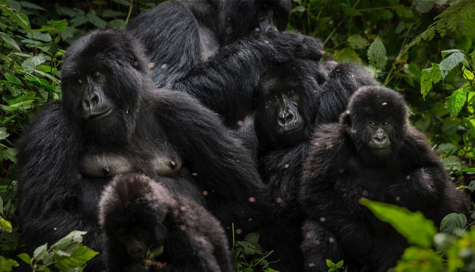 D In Geography Quiz Gorillas in Virunga National Park, Democratic Republic of Congo