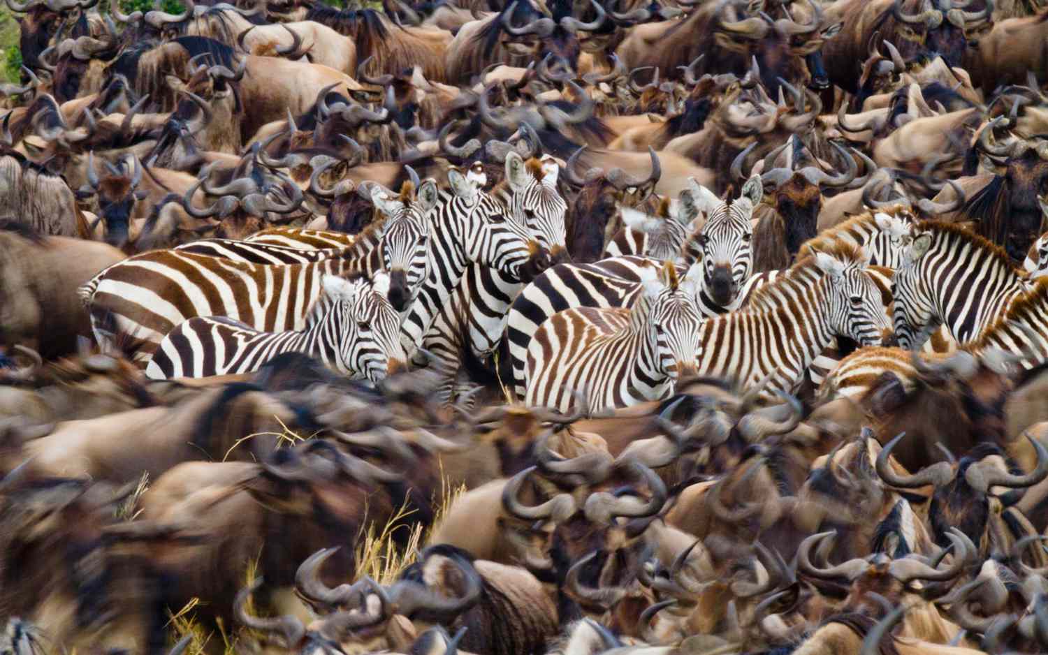 Africa Trivia Quiz Great Migration in Kenya