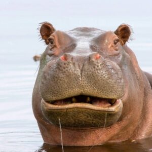 Pick Animals & Find Out Your True Season Quiz Hippo