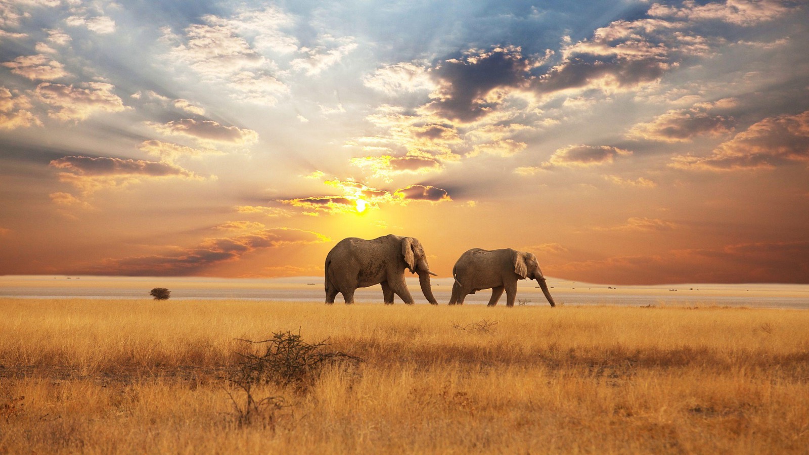 African elephant savanna