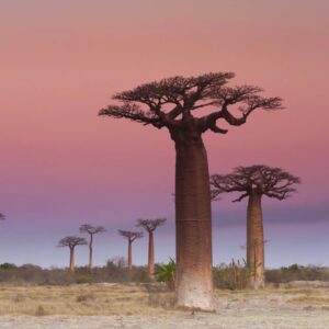 Are You A Desert, Forest, Mountain, Or Ocean? Quiz Baobab