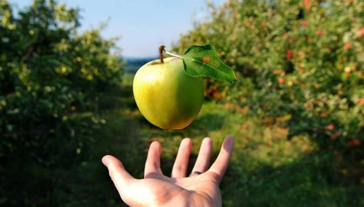 Fruit Trivia Quiz Apple gravity