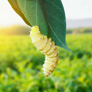 Fruit Trivia Quiz Silkworm