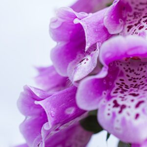 Flowers Soulmate Quiz Foxglove