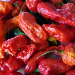 Spicy Food Trivia Quiz Ghost pepper