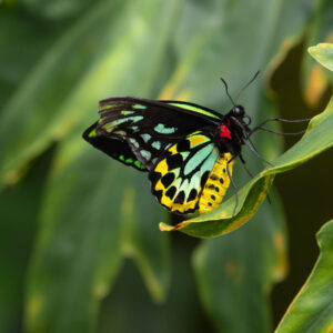 Ology Vocabulary Quiz Insects