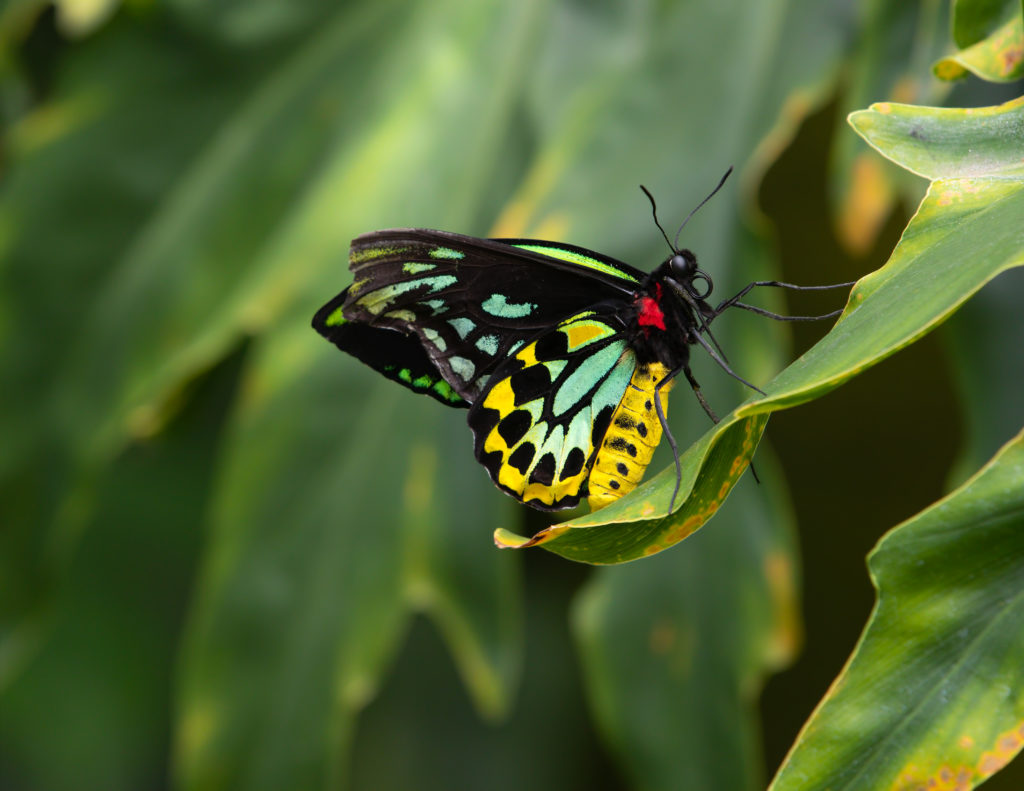 Green Trivia Quiz Butterfly Queen Alexandra's Birdwing