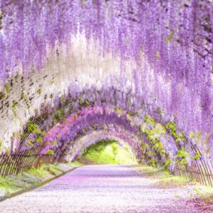 What Is Your Spring Color Palette? Quiz Botanical garden