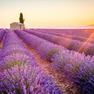 Purple Food Lavender fields in Provence, France
