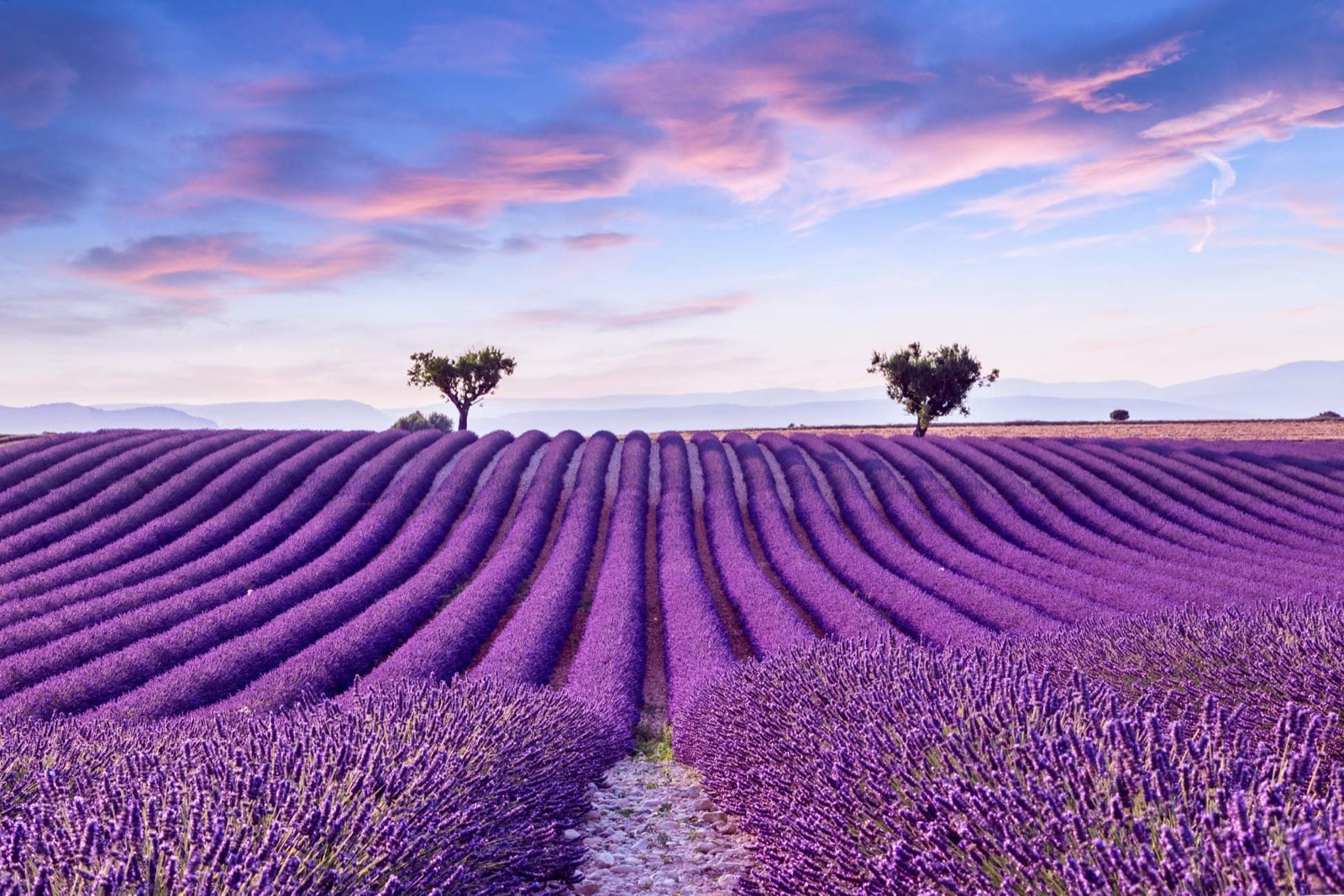 Purple Food Purple Lavender fields in Provence, France