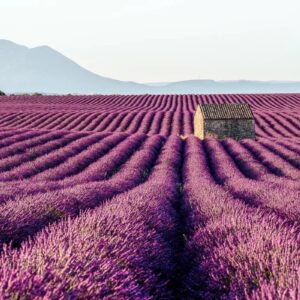 Which Purple Character Are You? Quiz Lavender fields in Provence, France