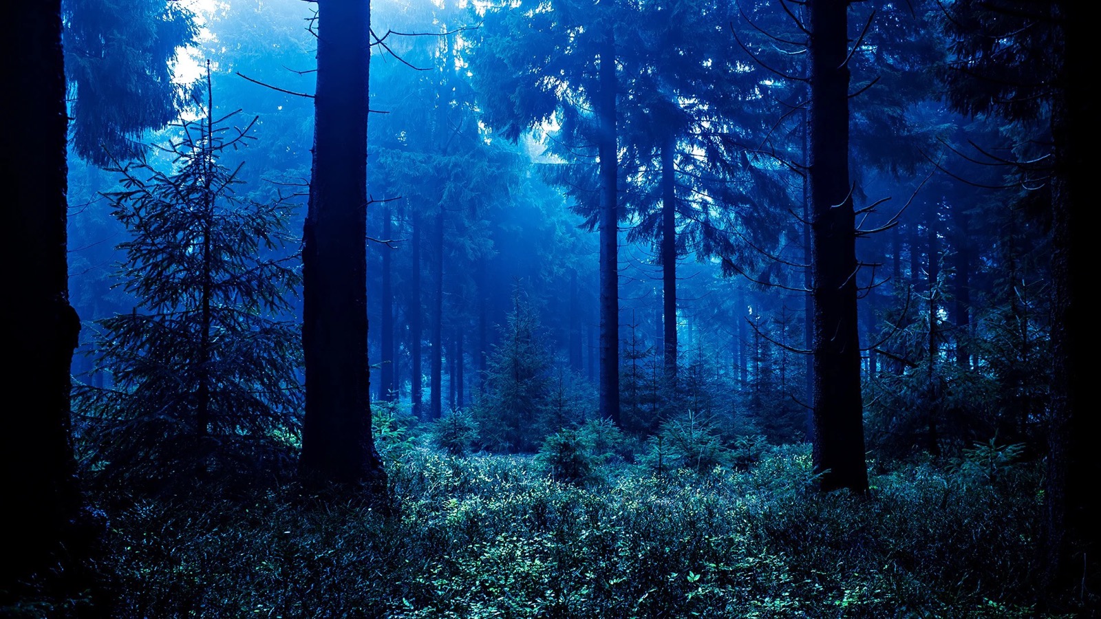 Jurassic World Quiz Forest at night