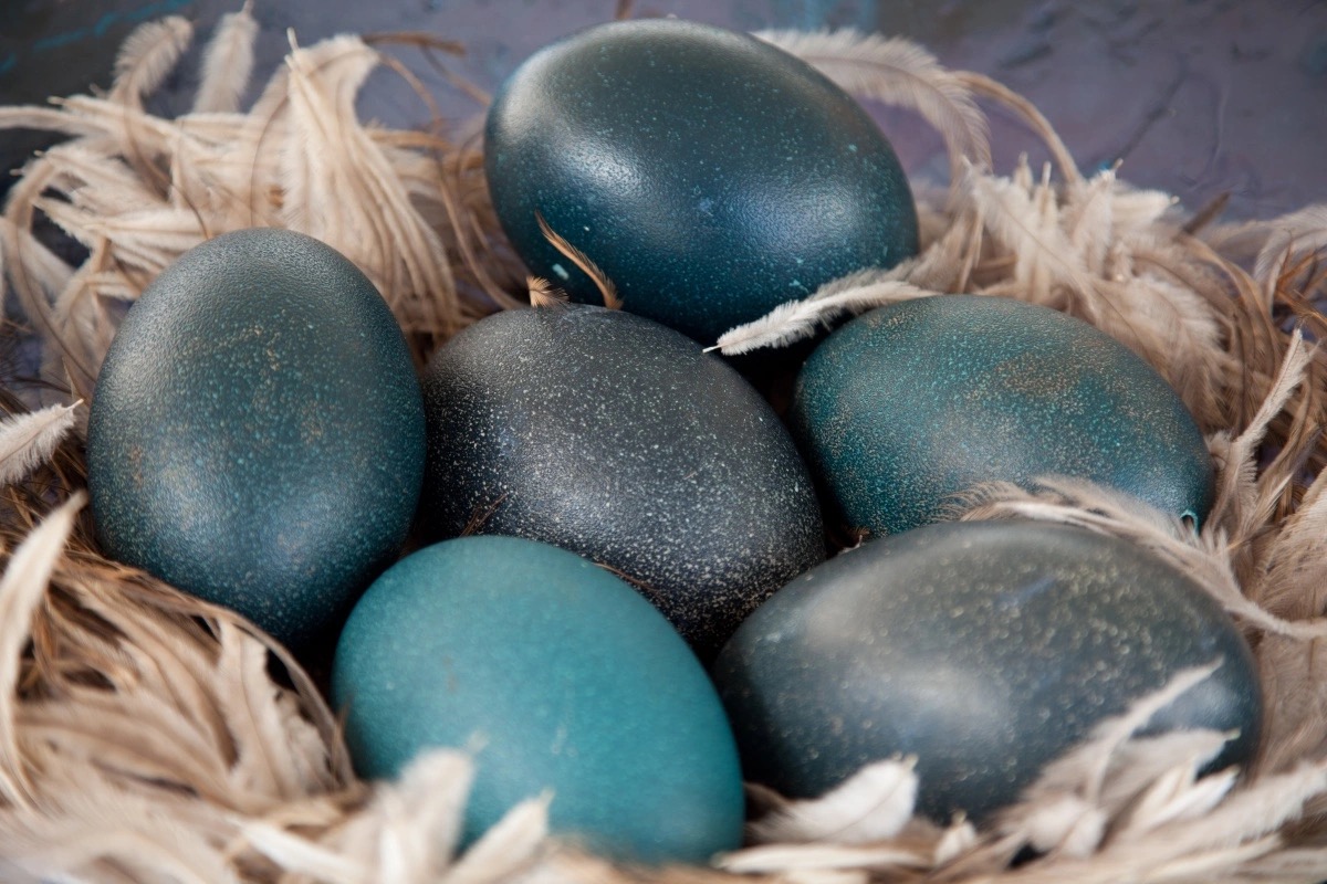 Green Trivia Quiz Emu eggs