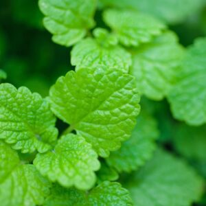 Green Trivia Quiz Lemon balm