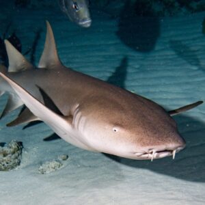 Second Largest Animals Nurse shark