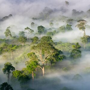 Earth Day Quiz Rainforest