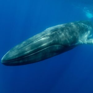 Second Largest Animals Fin whale