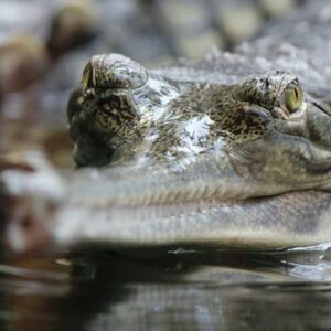 Second Largest Animals Gharial