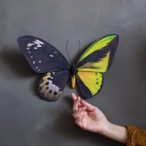 Second Largest Animals Goliath birdwing