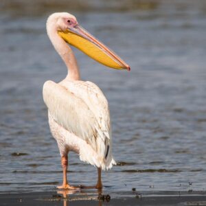 Second Largest Animals Great white pelican