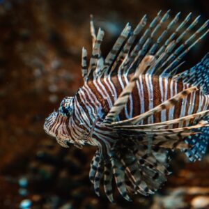 Sea Trivia Lionfish