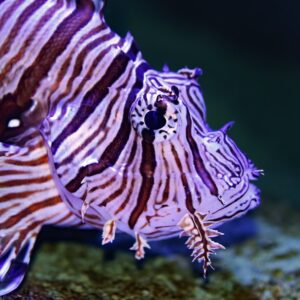 Marine Biology Trivia Quiz Lionfish